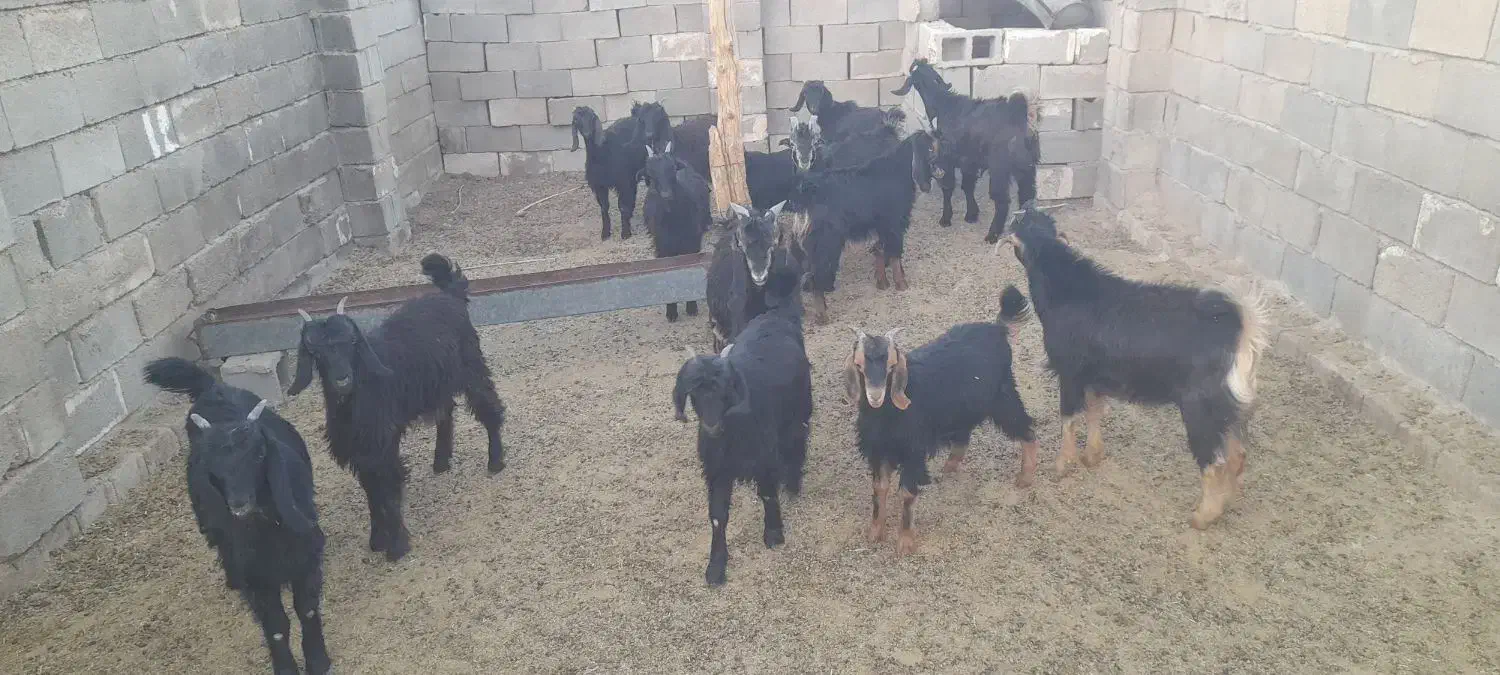 کهره ریزصادراتی|حیوانات مزرعه|جهرم, |دیوار