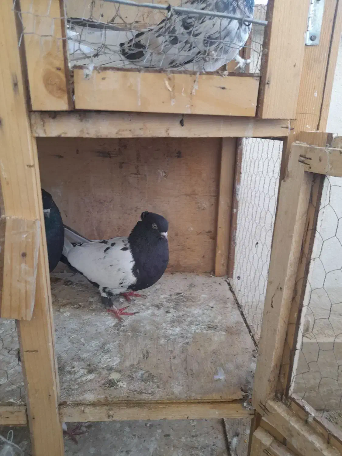 کفتر سینه ای|پرنده|محمدشهر, شهرک پیام (مهرالبرز)|دیوار