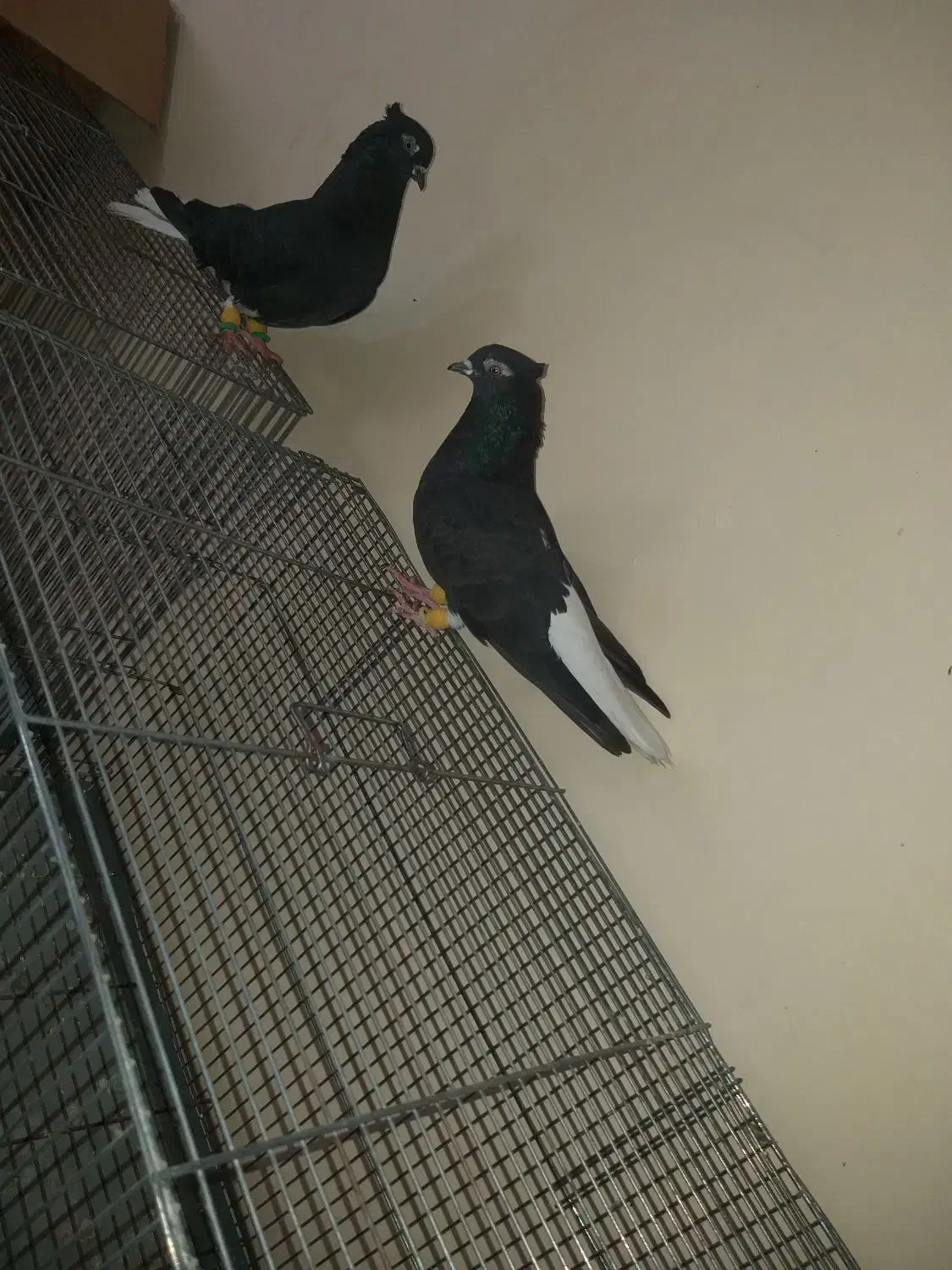 اشعل سیاه|پرنده|بندر امام خمینی, |دیوار