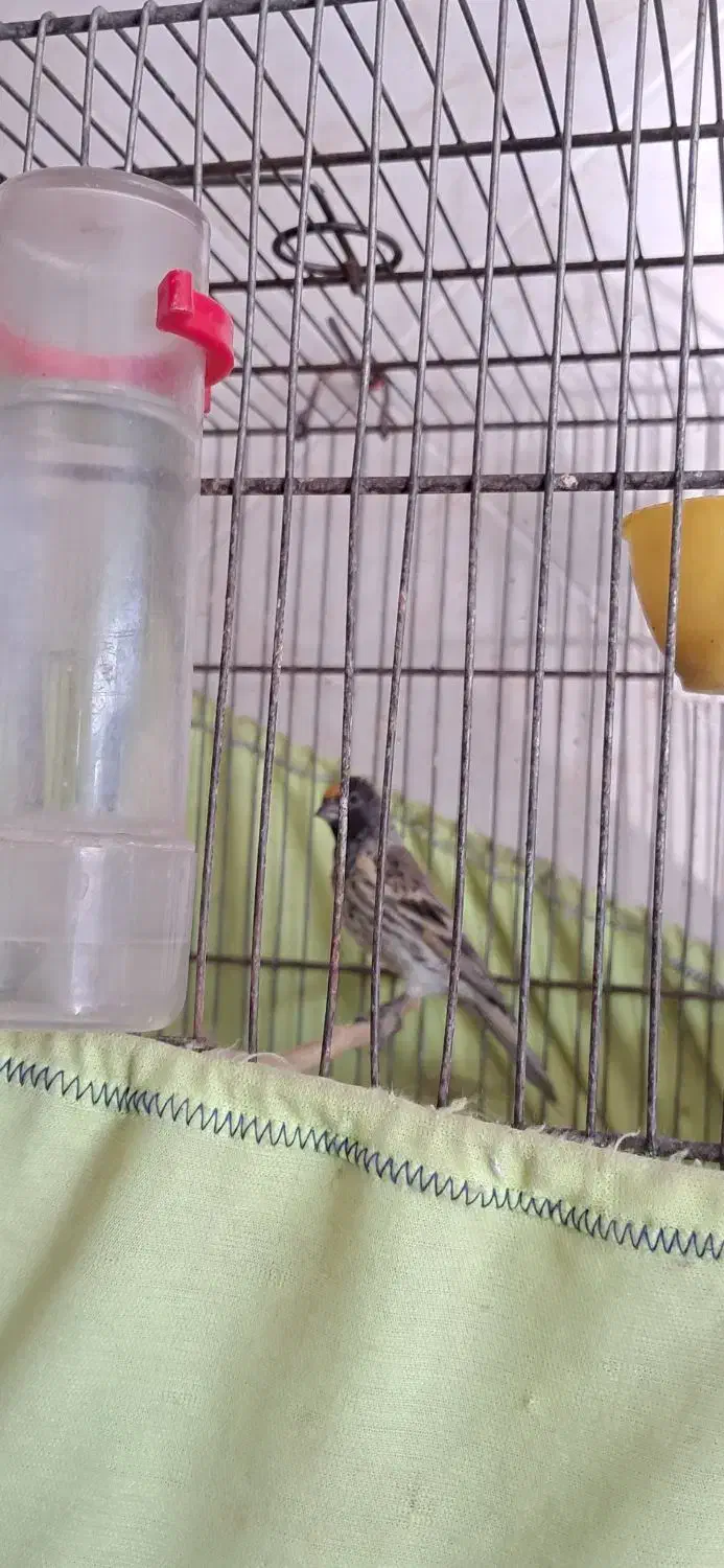 گلبسر جوجه قفس ۳ساله|پرنده|تهران, مشیریه|دیوار