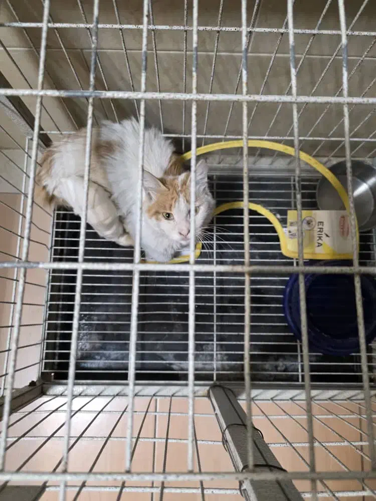 واگذاری رایگان|گربه|کرج, جهان‌شهر|دیوار