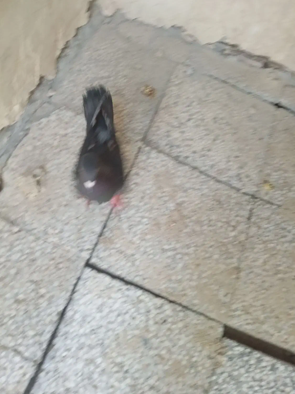 کبوتر چاپی|پرنده|کرباسک, |دیوار