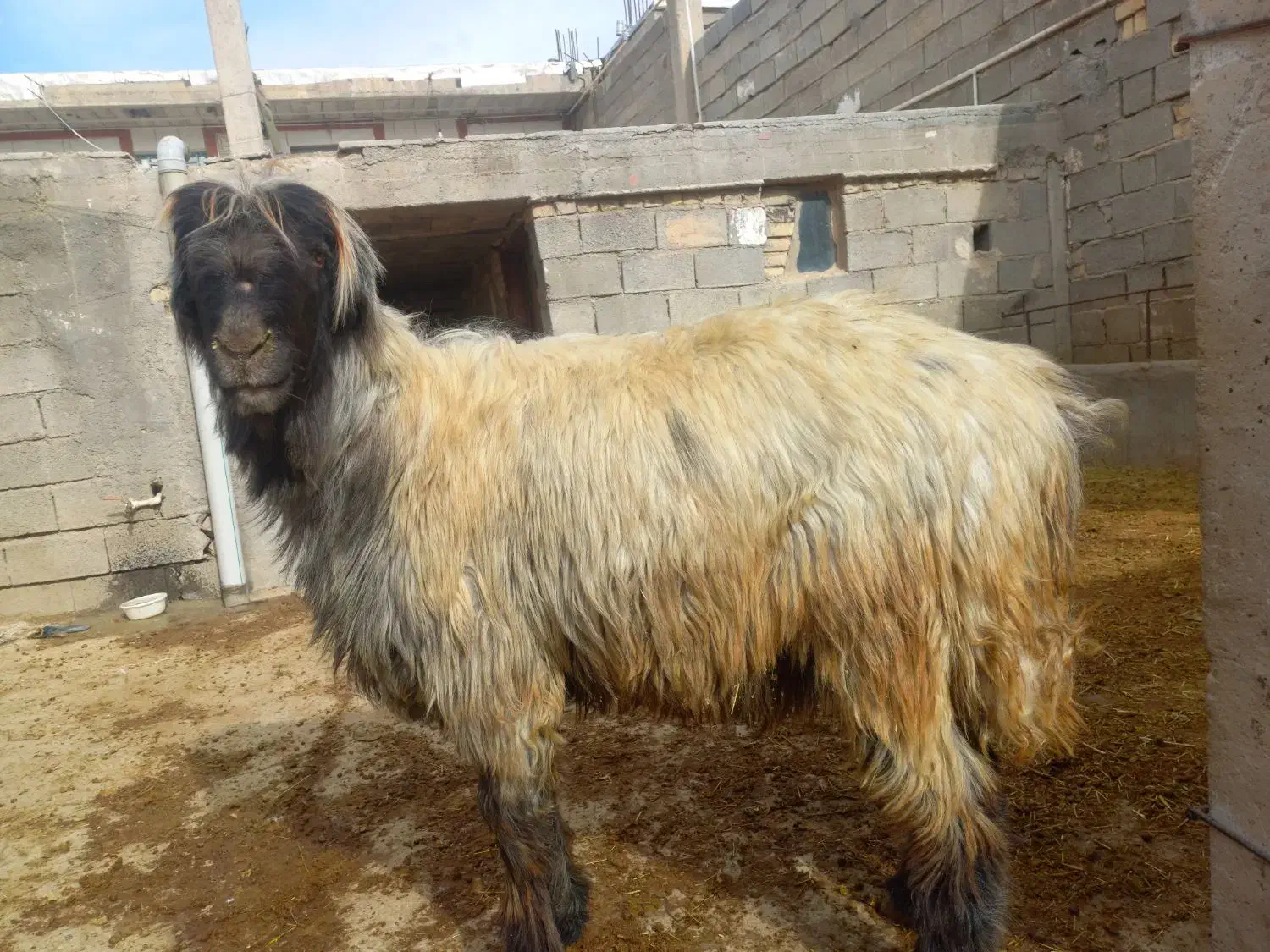 قوچ میش بز|حیوانات مزرعه|کوهرنگ, |دیوار