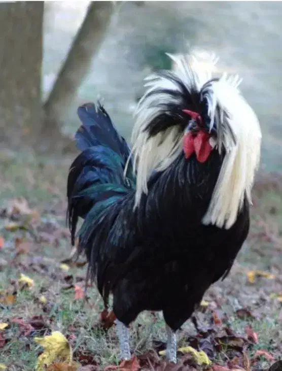 مرغ وخروس|حیوانات مزرعه|رشت, حافظ آباد|دیوار