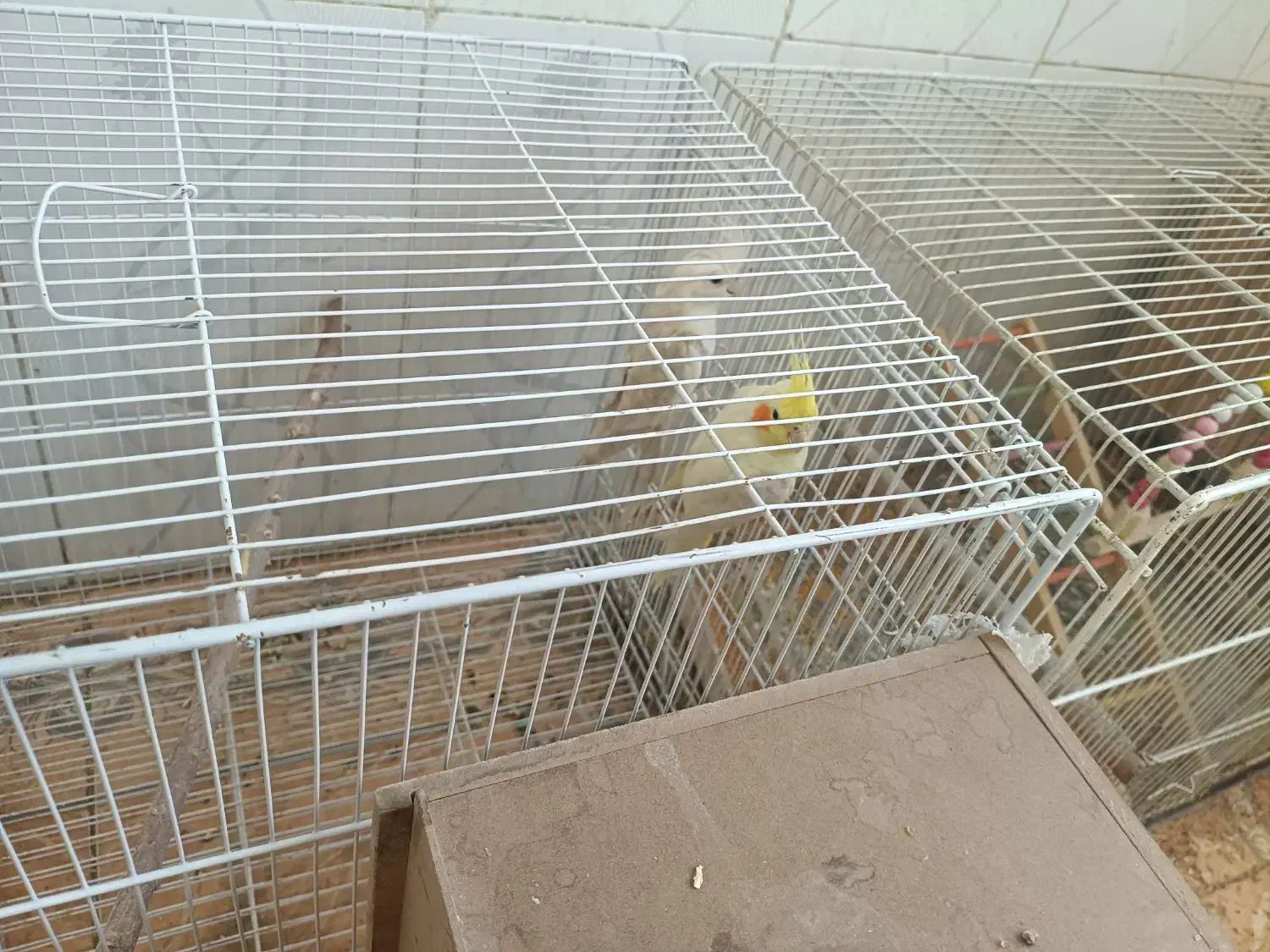 طوطی عروس|پرنده|چهارباغ, |دیوار