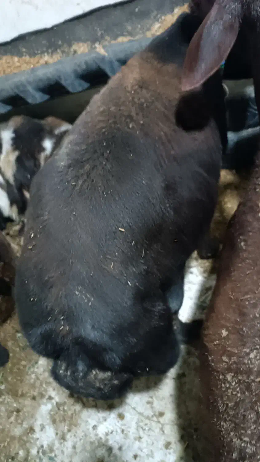 گوسفند شیشک آبستن تظمین .عطیقه داره شیر میکنه|حیوانات مزرعه|جلین, |دیوار