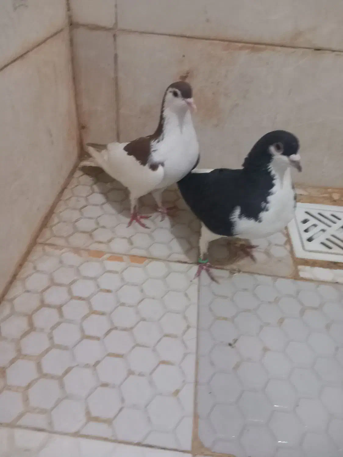 جفت چپی|پرنده|اهواز, کوی پیروزی|دیوار