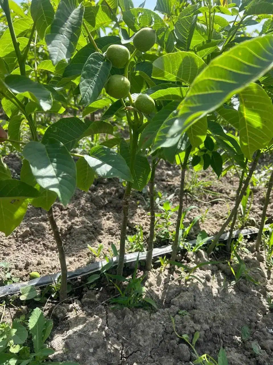 فروش درخت گردو جمال پیوندی و پایه کوتاه|خدمات باغبانی و درختکاری|سی‌سخت, |دیوار