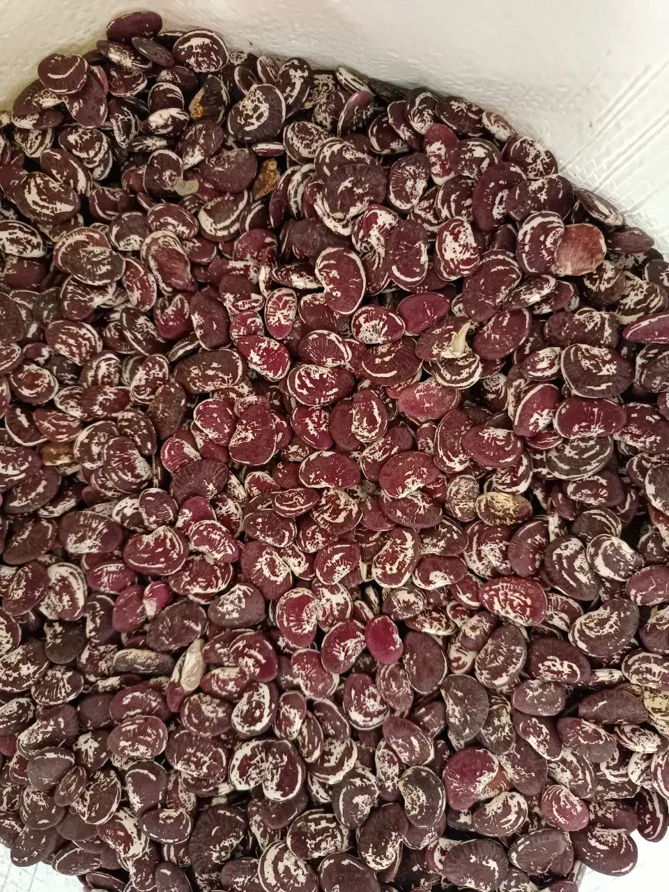 انواع لوبیا و حبوبات|خوردنی و آشامیدنی|ایلام, |دیوار