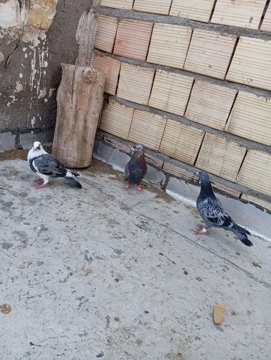 کبوتر پرشی|پرنده|اسفرورین, |دیوار