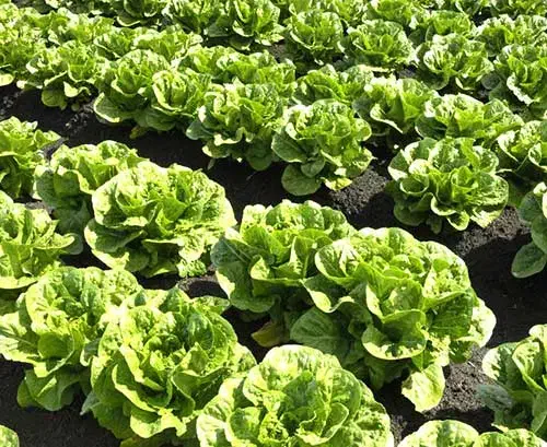 حراج کاهو رسمی درجه یک ورامین|عمدهفروشی|پیشوا, |دیوار