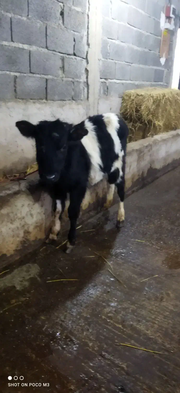 گوساله ماده  گیل دورگ|حیوانات مزرعه|سیاهکل, |دیوار