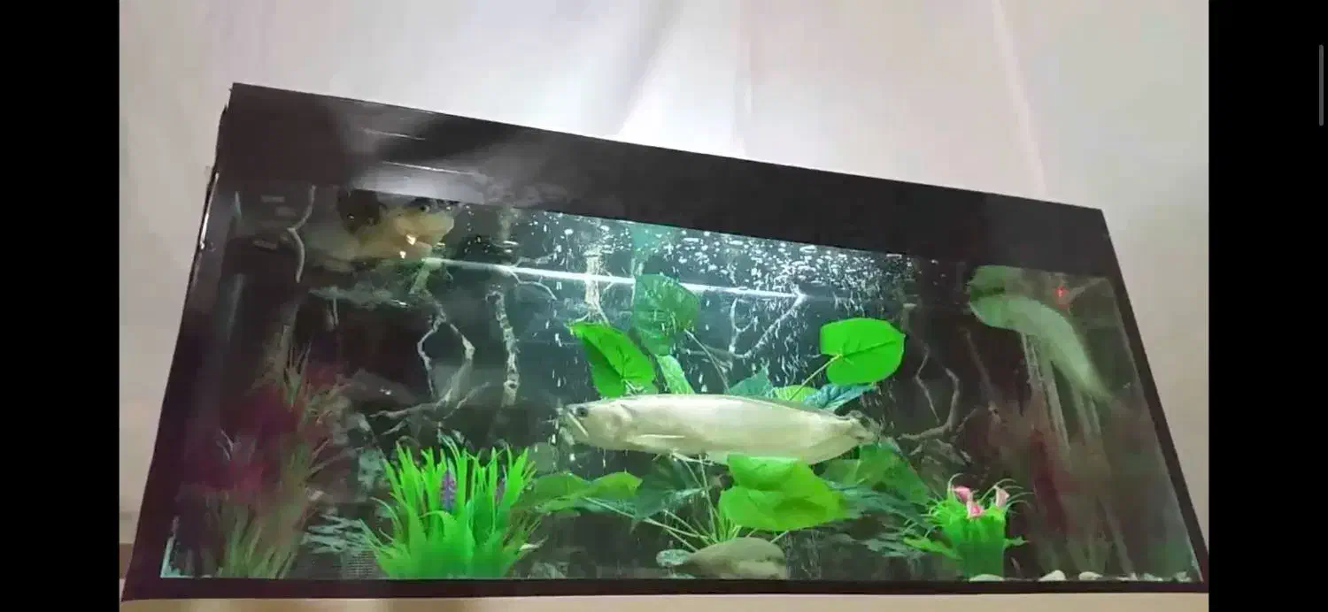 تانک آکواریوم|ماهی|دشتابی, |دیوار