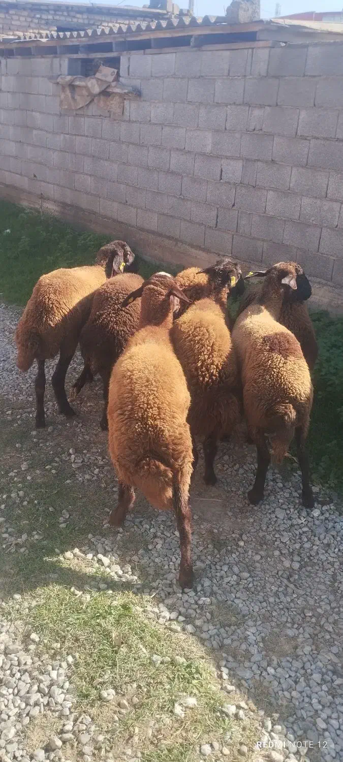 بره|حیوانات مزرعه|سیمین شهر, |دیوار