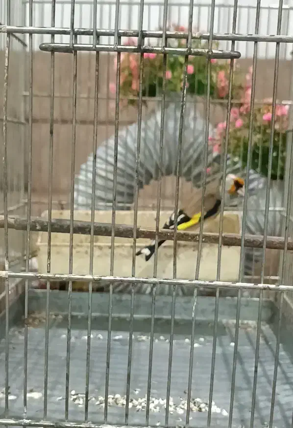 سهره دورگ|پرنده|فردیس, قریشی|دیوار