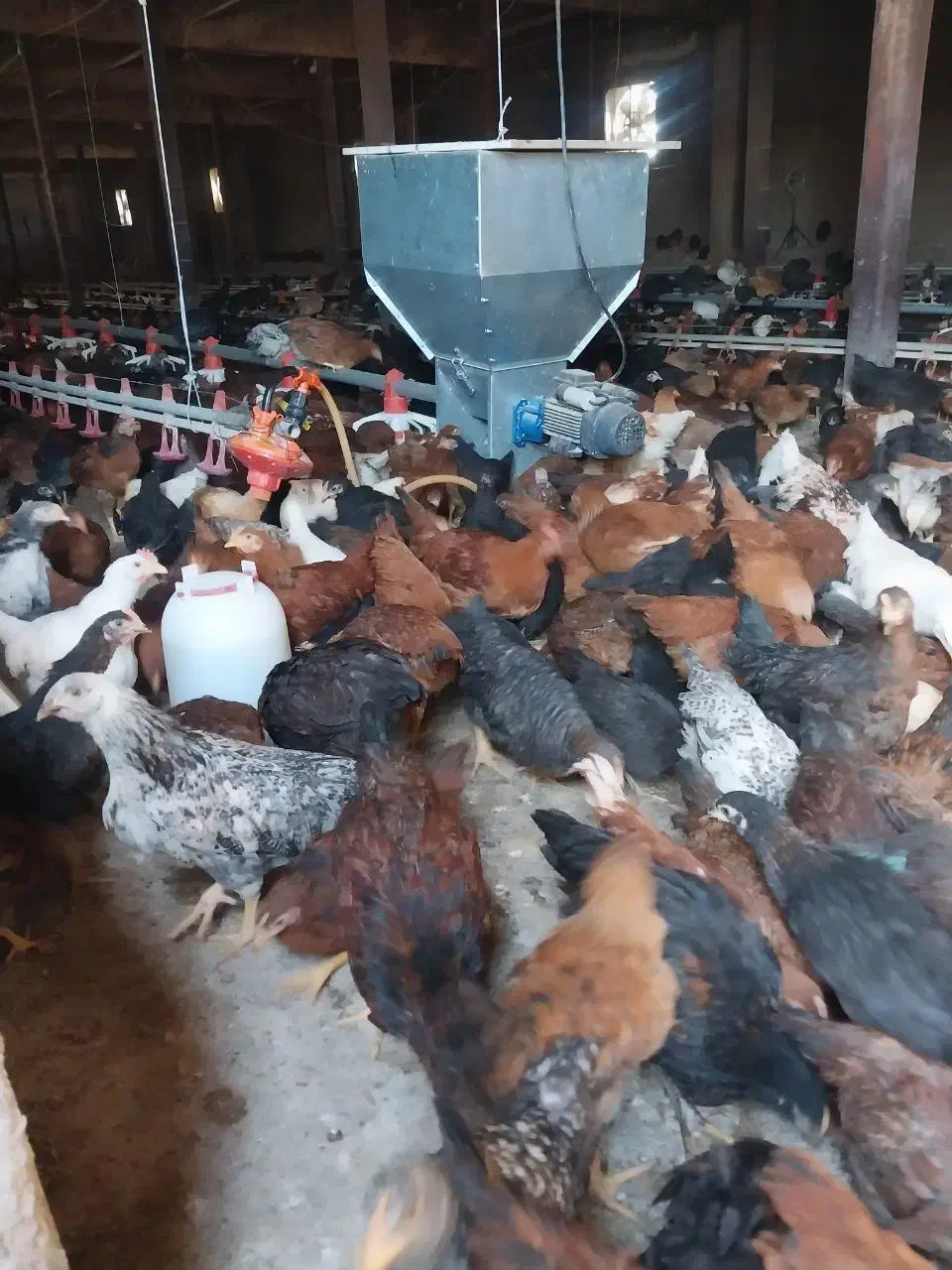 جوجه،نیمچه ،گلپایگانی،سانپارس ،|حیوانات مزرعه|تهران, جوادیه|دیوار