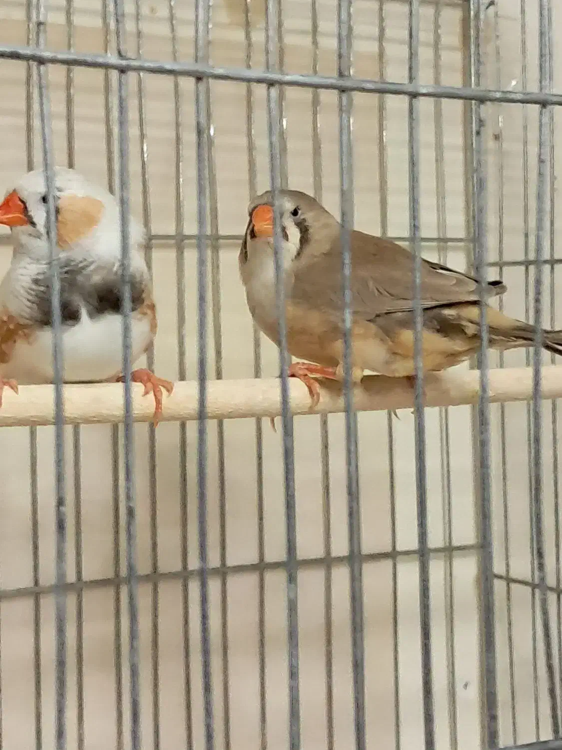 فنچ کینگ مولد در همه ی نژادها|پرنده|تهران, چهارصد دستگاه|دیوار