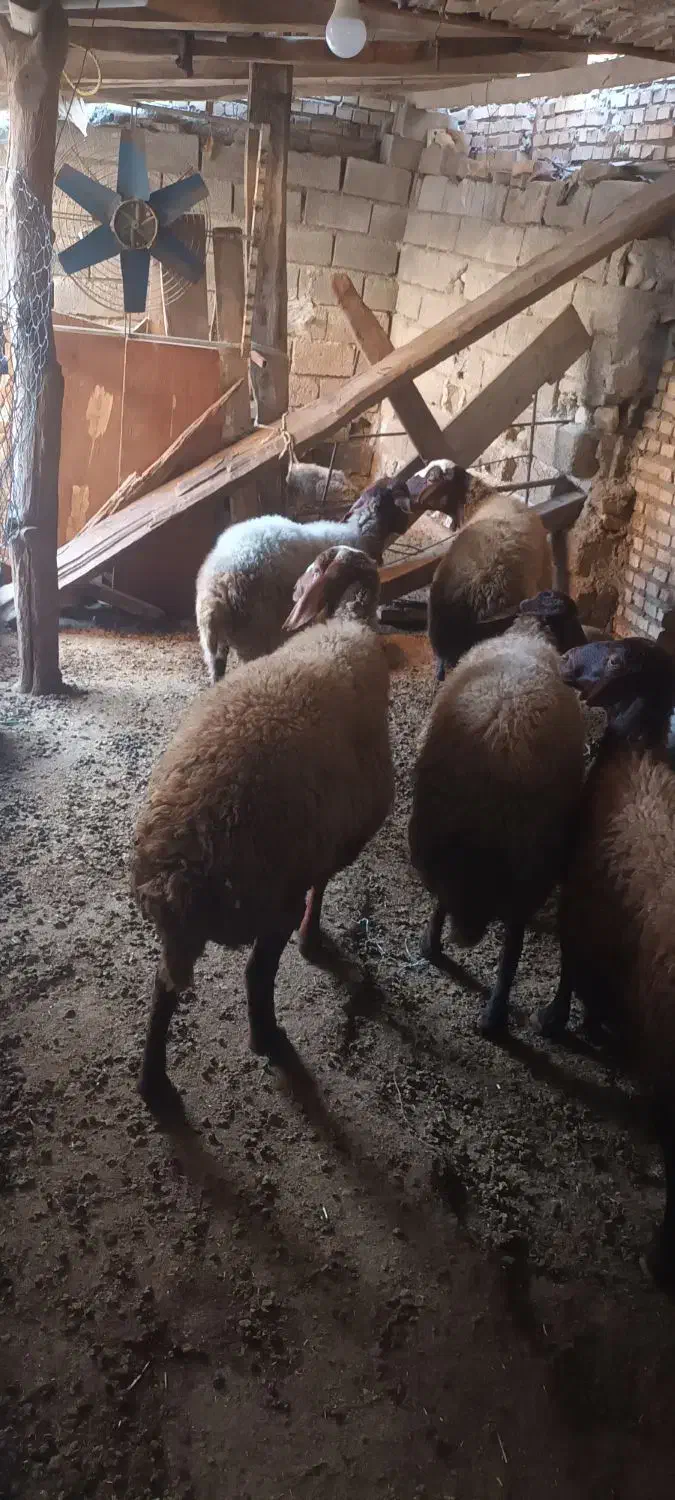 فروش گوسفند داشتی دست چین ابست|حیوانات مزرعه|رامیان, |دیوار