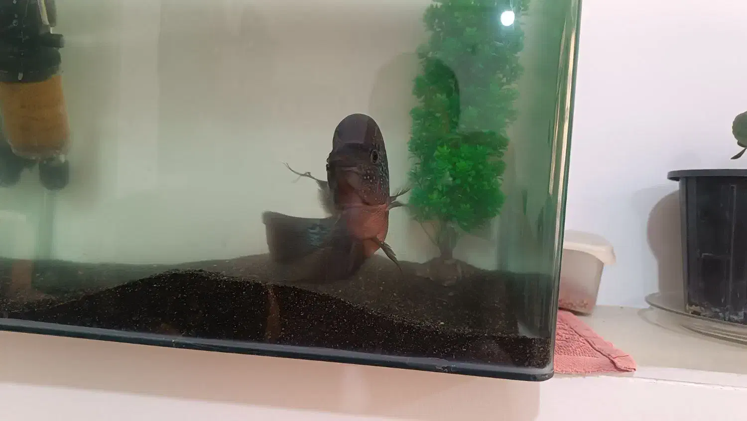 فلاور|ماهی|ارومیه, |دیوار