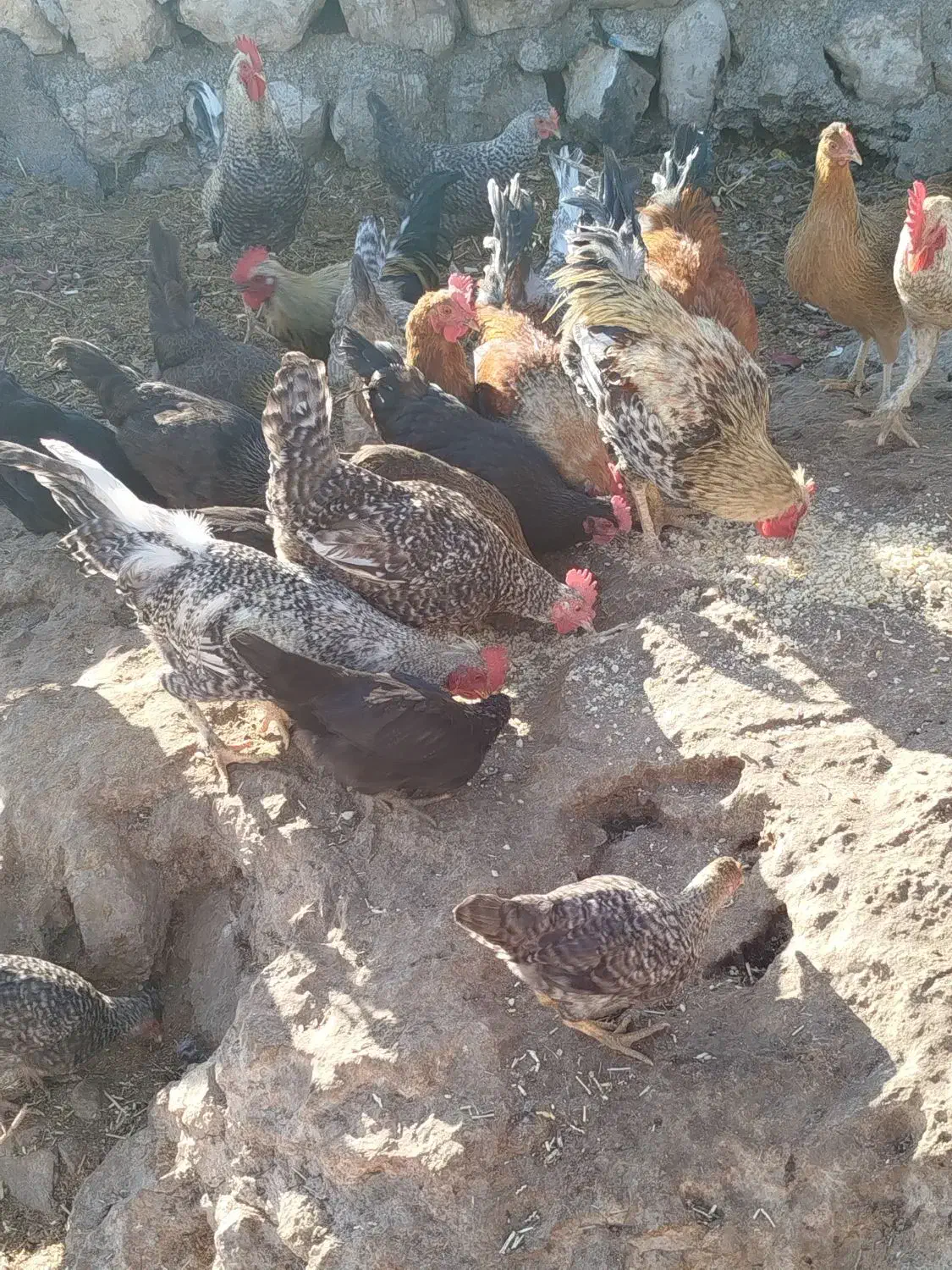 فروش خروس گلین و کوردی|حیوانات مزرعه|کارزان, |دیوار