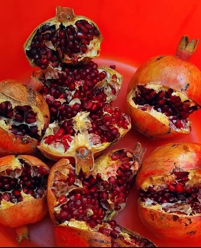 انار پردانه پر آب|خوردنی و آشامیدنی|تربت‌حیدریه, حسنی بالا|دیوار