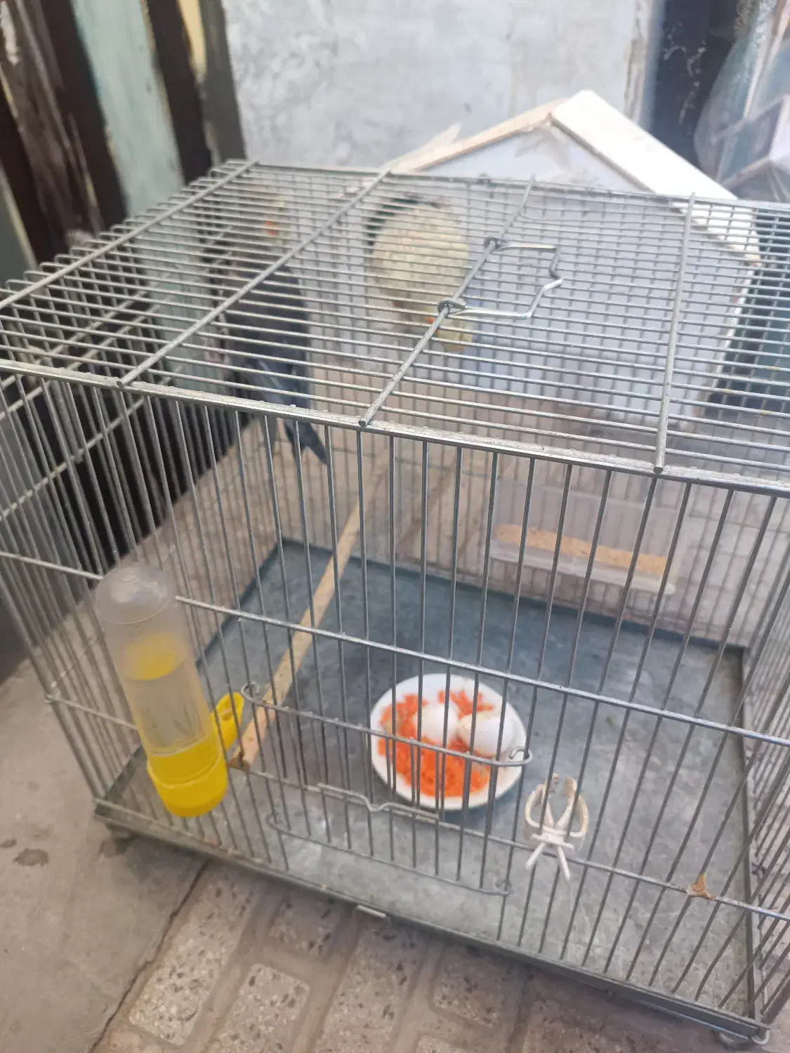 عروس هلندی مولد|پرنده|نورآباد, |دیوار