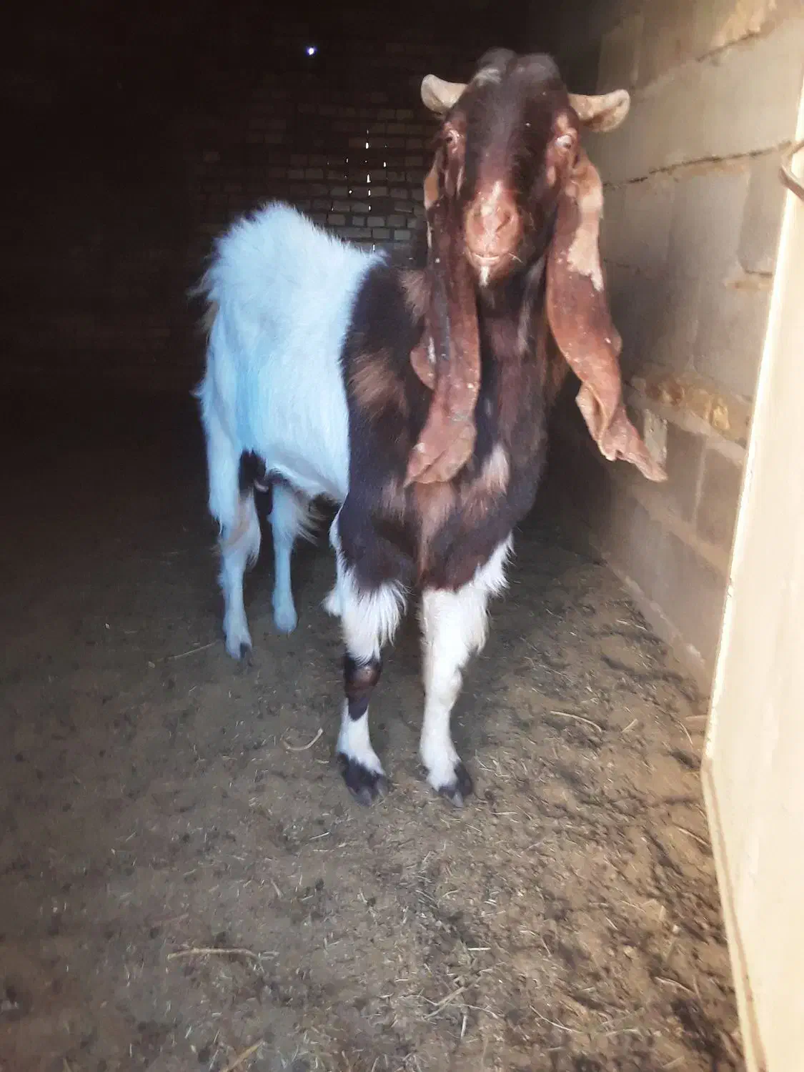 نری پاکستانی|حیوانات مزرعه|رفسنجان, |دیوار