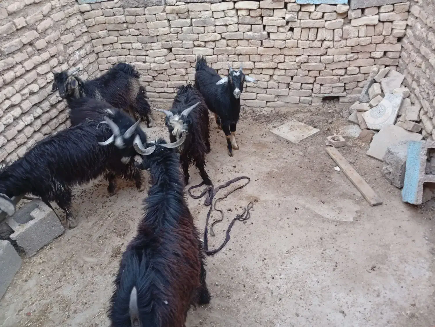 بزغاله چاق|حیوانات مزرعه|دهلران, |دیوار