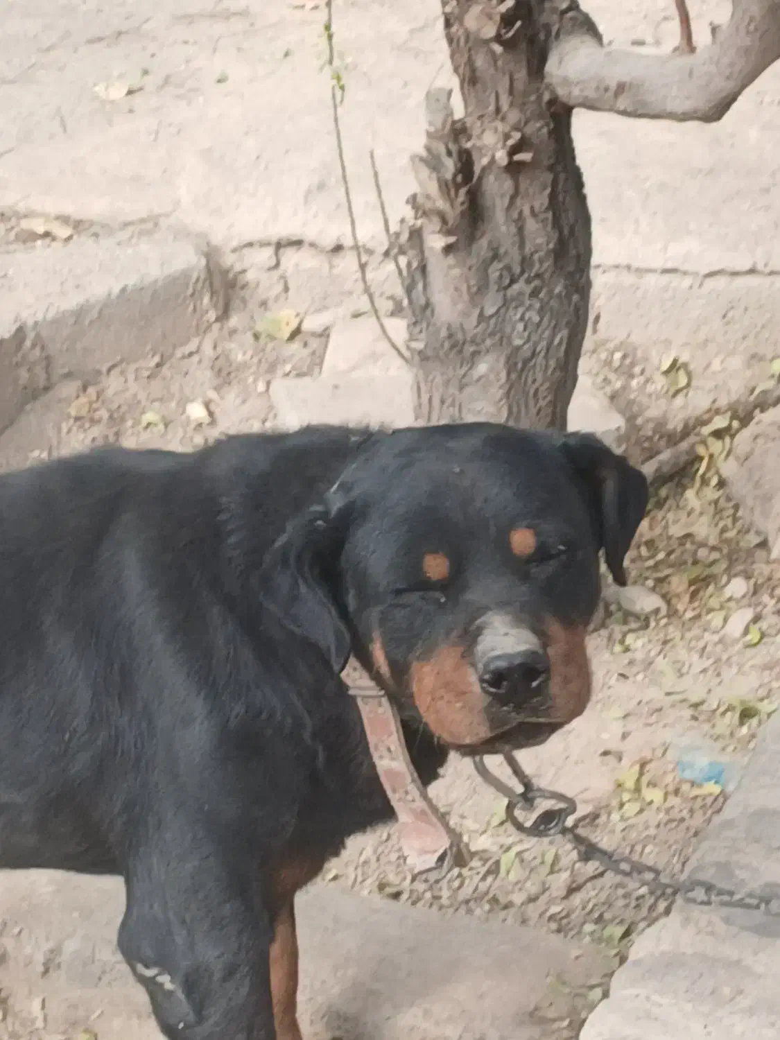 سگ روتوایلر|سگ|رباطکریم, منجیل آباد|دیوار