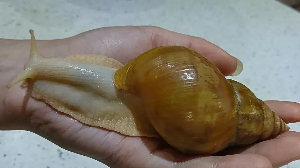 حلزون|خزنده|تهران, نازیآباد|دیوار