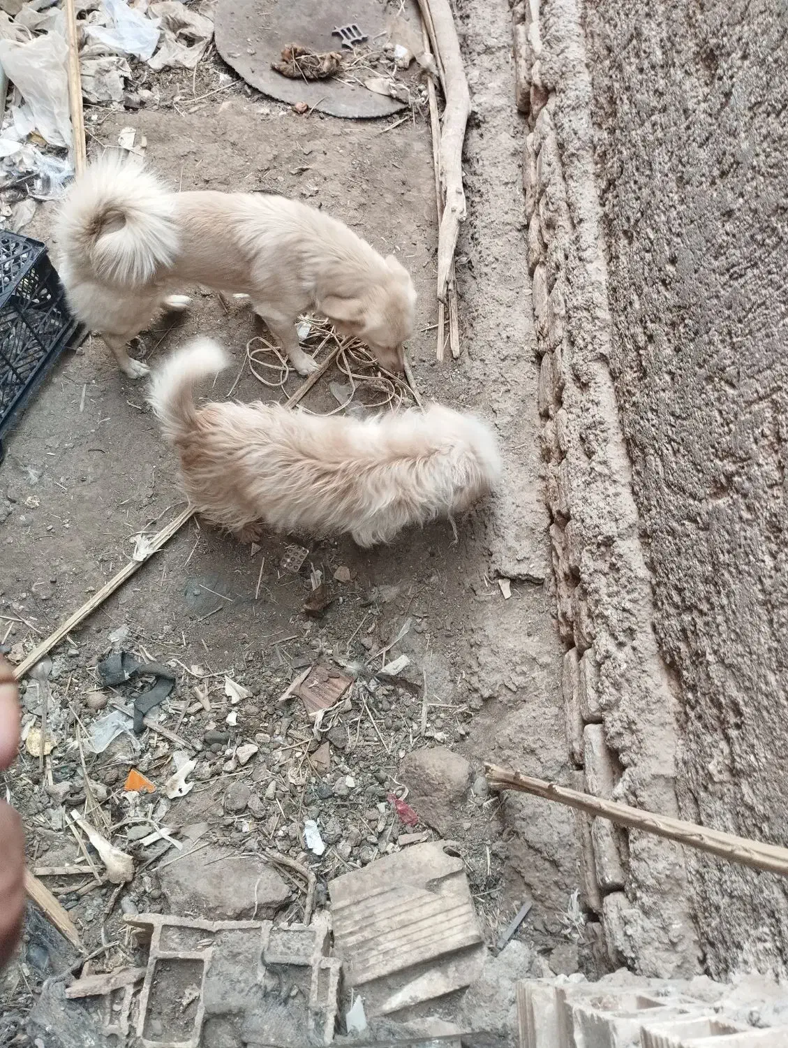 سگ پاکوتاه جهت معاوضه|سگ|بم, |دیوار