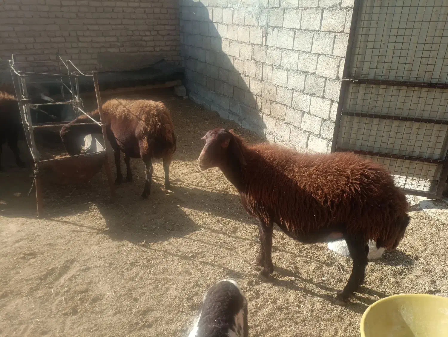 میش قزل آبستن|حیوانات مزرعه|داران, |دیوار