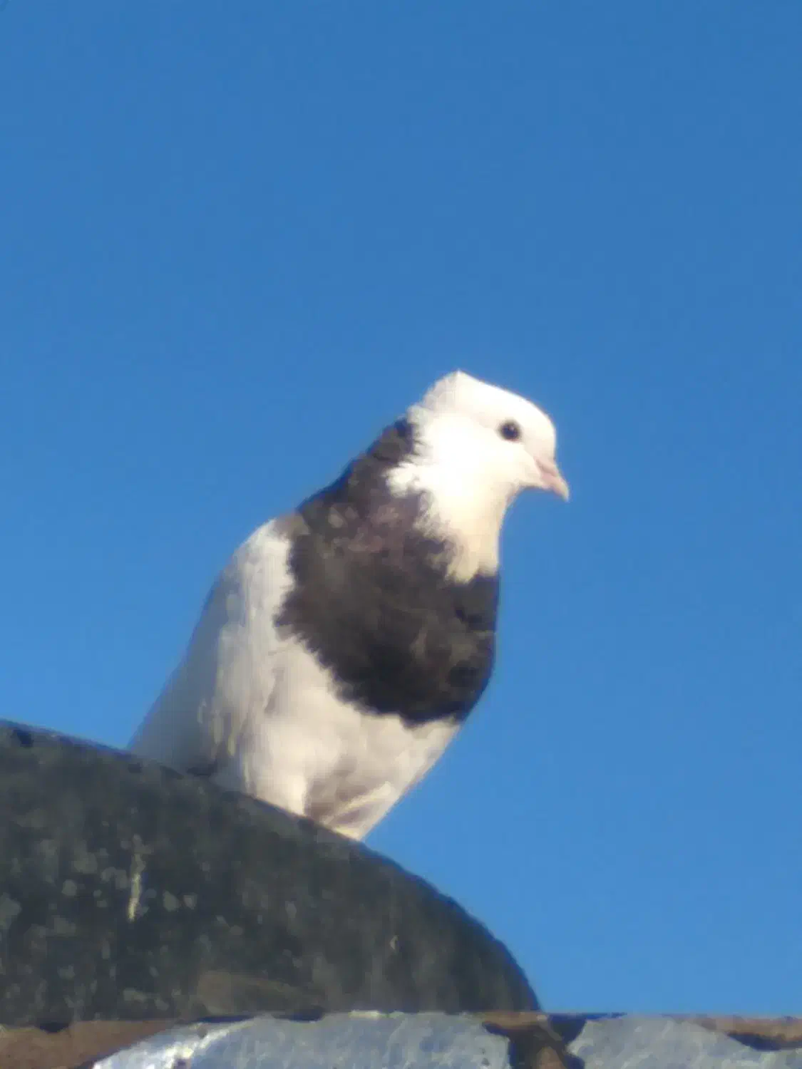 طوقی|پرنده|دهدشت, |دیوار