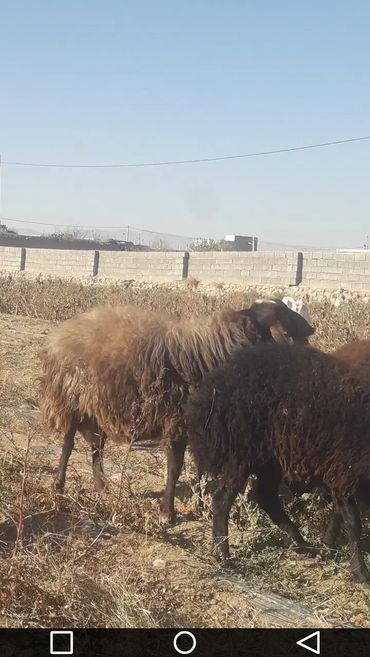 قوچ همو وبره نرهمووماده هترو|حیوانات مزرعه|قوچان, |دیوار
