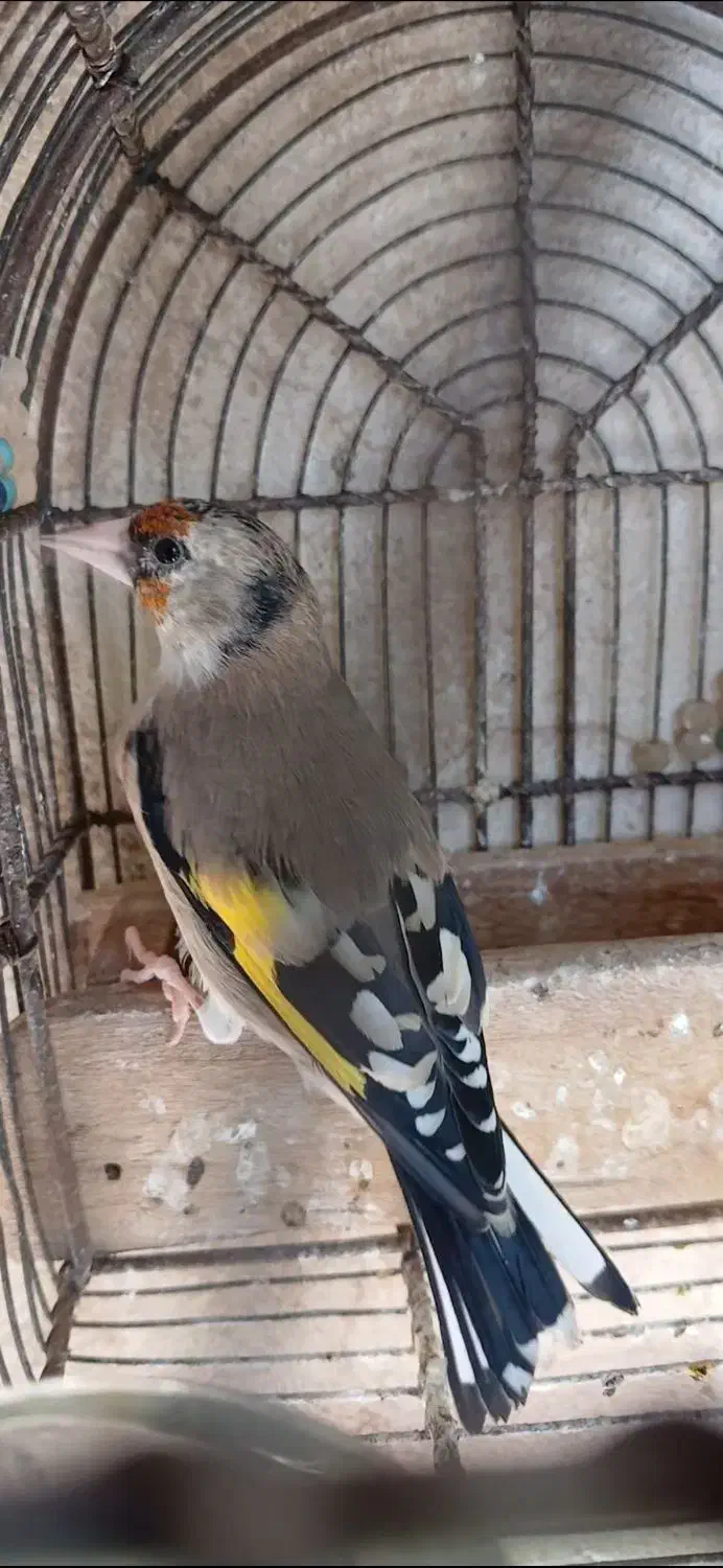 سهره دورگ ۳عدد|پرنده|شیراز, نصر|دیوار