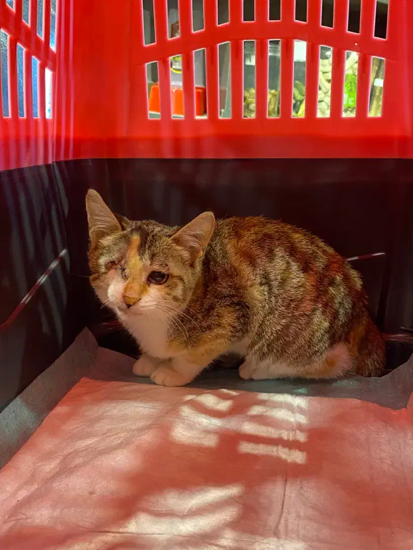 واگذاری بچه گربه ماده|گربه|رشت, توشیبا|دیوار