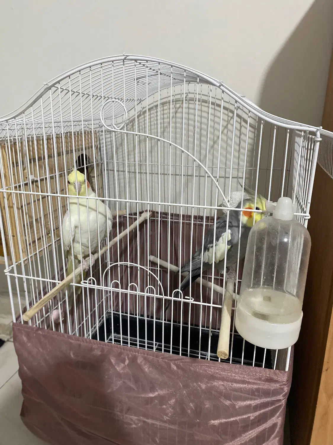 عروس هلندی|پرنده|فردیس, انبار نفت|دیوار