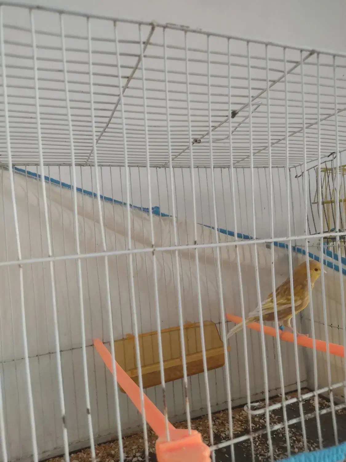 قناری معاوضه با قهوه ساز|پرنده|تربت جام, شهید نصرالهی|دیوار