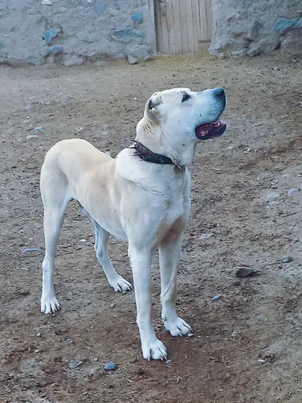 سگ خراسانی|سگ|نیشابور, مازول|دیوار