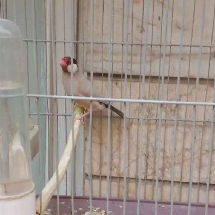 فنچ نرگسی نره مولد|پرنده|تهران, باغ خزانه|دیوار