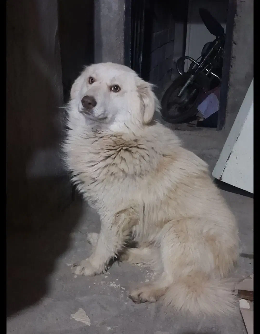 سگ..|سگ|میاندوآب, |دیوار