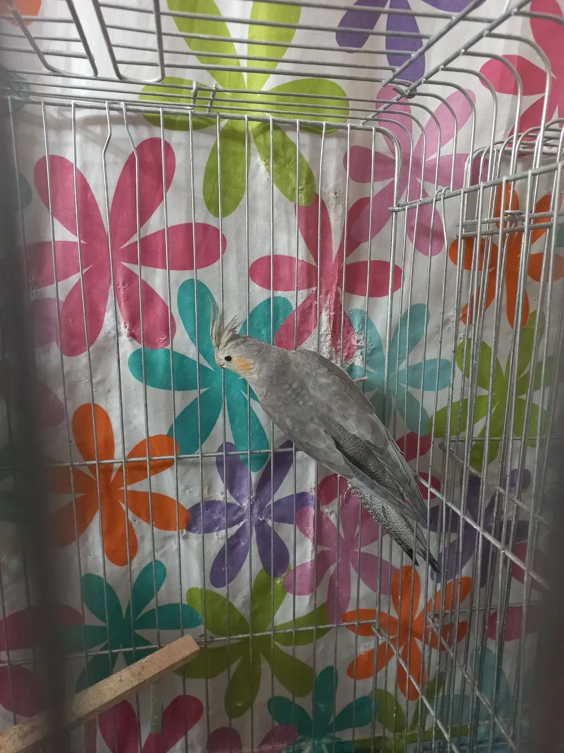 طوطی عروس هلندی مولد|پرنده|اسلامشهر, شهرک واوان|دیوار