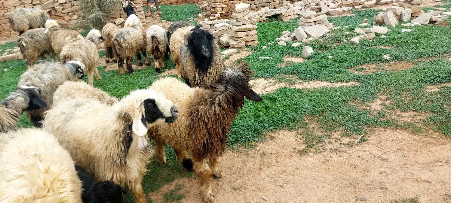 میش داشتی|حیوانات مزرعه|مسجد سلیمان, |دیوار