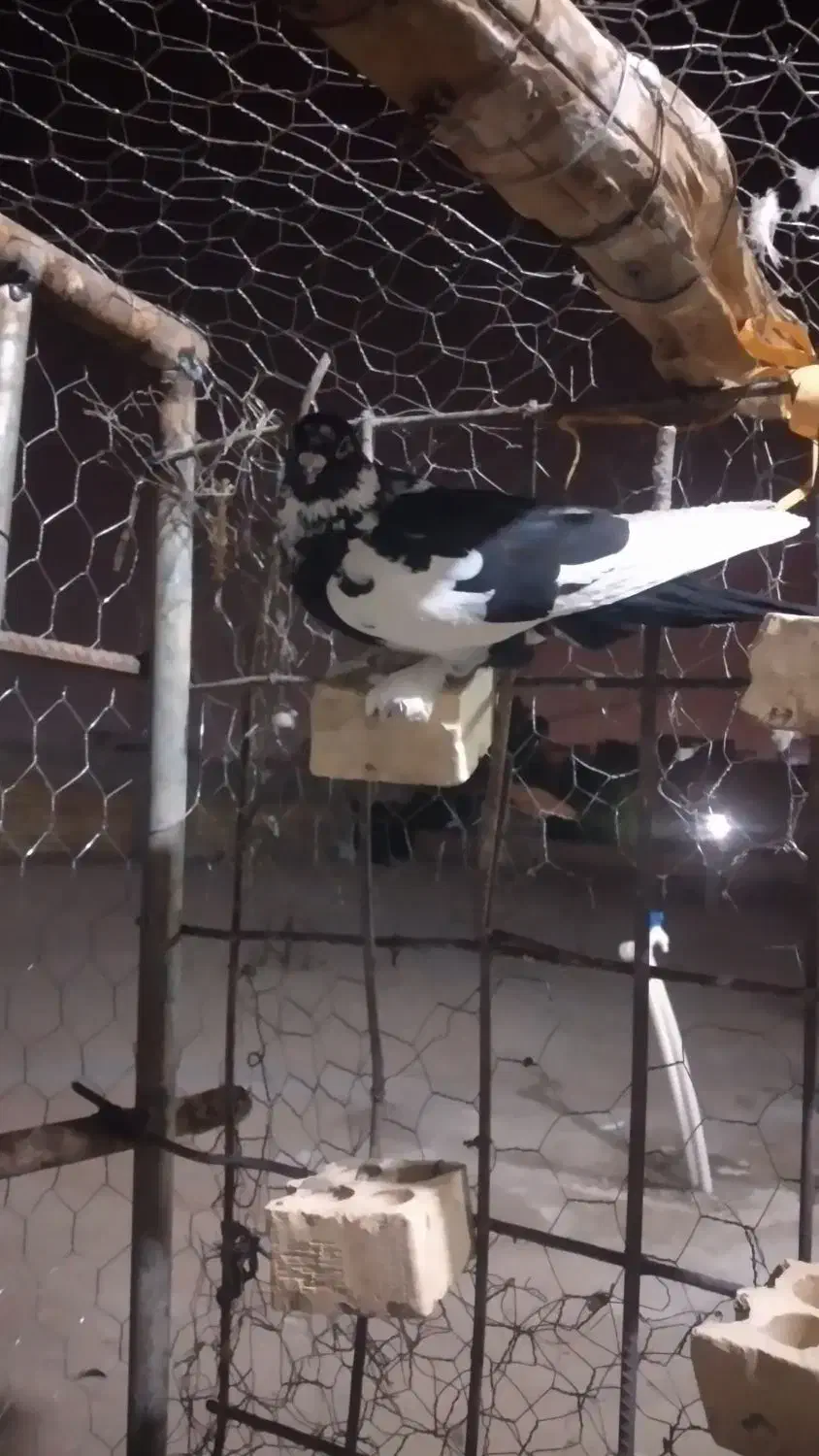 نر ابلق پیسه کم یاب دوری دوری|پرنده|شوشتر, |دیوار