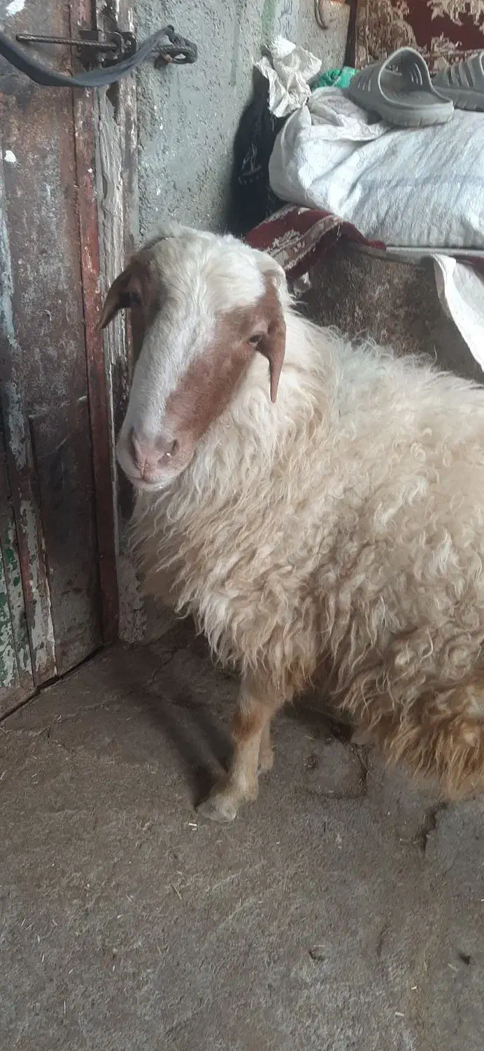 گوسفند|حیوانات مزرعه|کرمانشاه, |دیوار