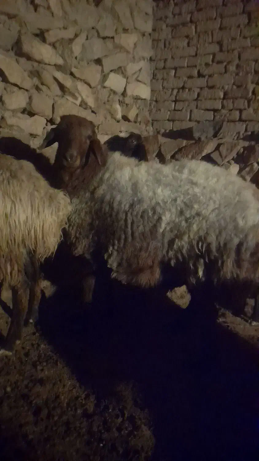 قوچ هترو|حیوانات مزرعه|شیروان (خراسان), |دیوار