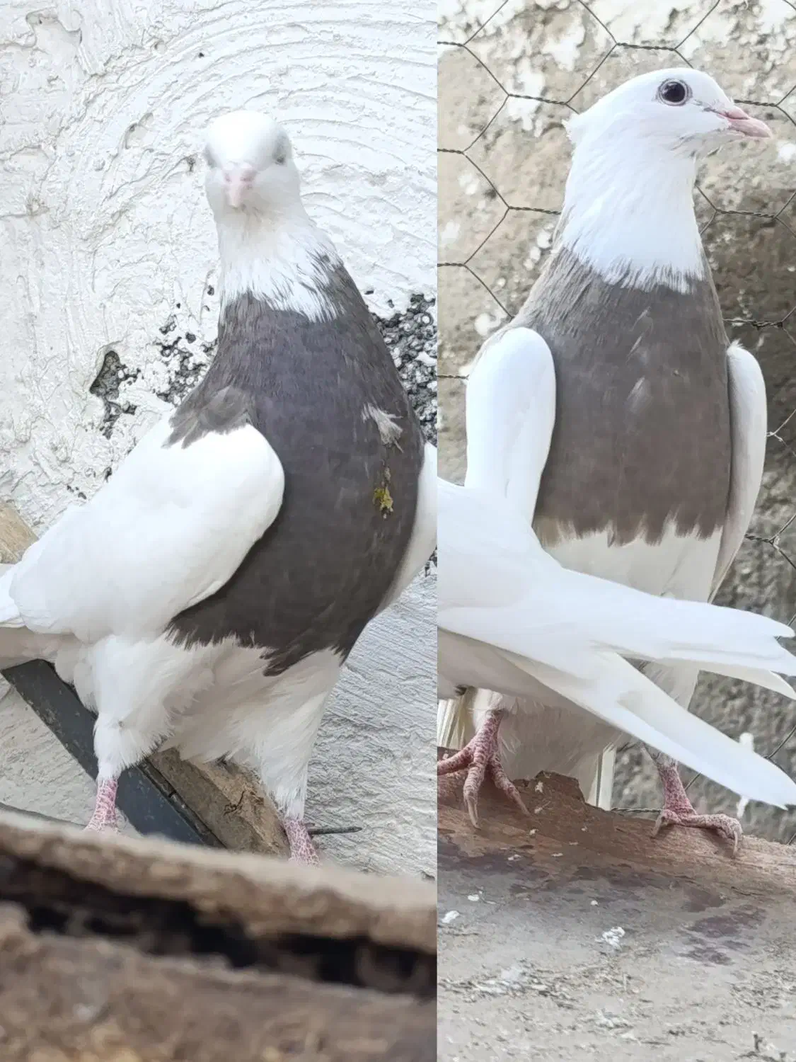 کبوتر،طوقی نسل درجه یک،دونه ای ۷۰۰روهم|پرنده|بیستون, |دیوار