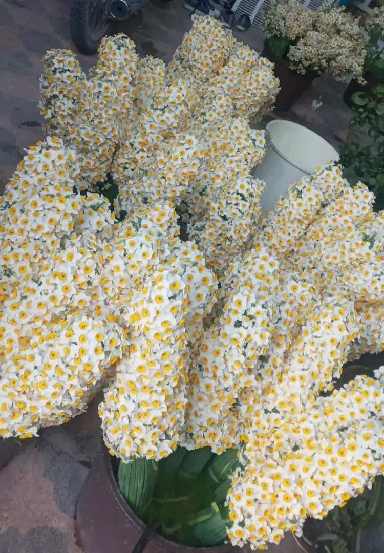 گل نرگس خفر|گل و گیاه طبیعی|شیراز, بازار|دیوار