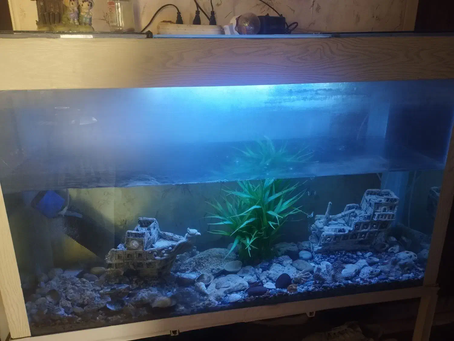 اکواریوم|ماهی|ری, هاشم‌آباد|دیوار