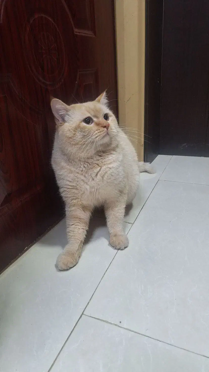 گربه برتیش|گربه|مشهد, فلسطین|دیوار